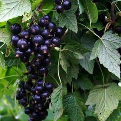 smorodina-ribes-chernaya