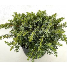 Можжевельник обыкновенный (Juniperus communis Silver Carpet)