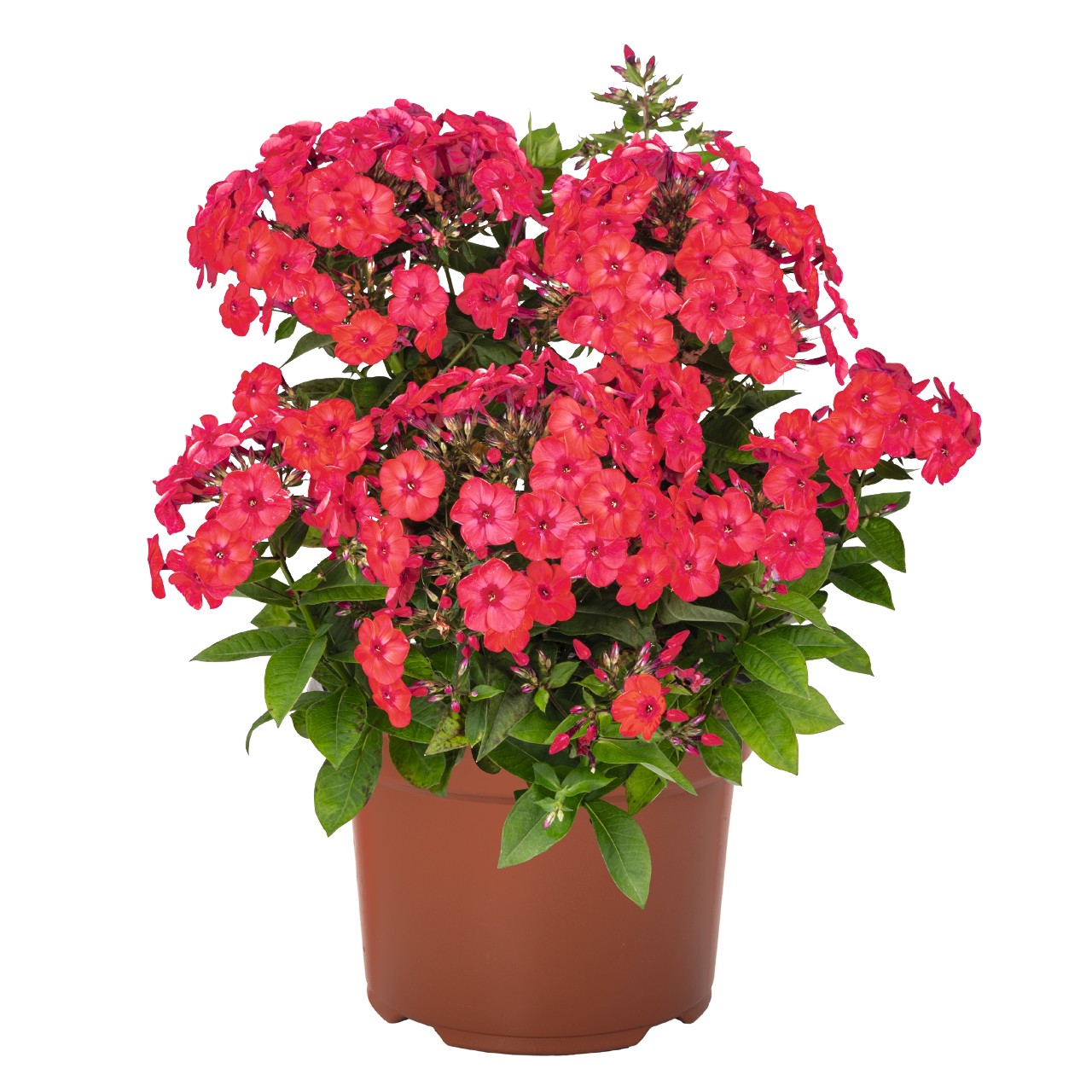 Флокс paniculata Flame Watermelon