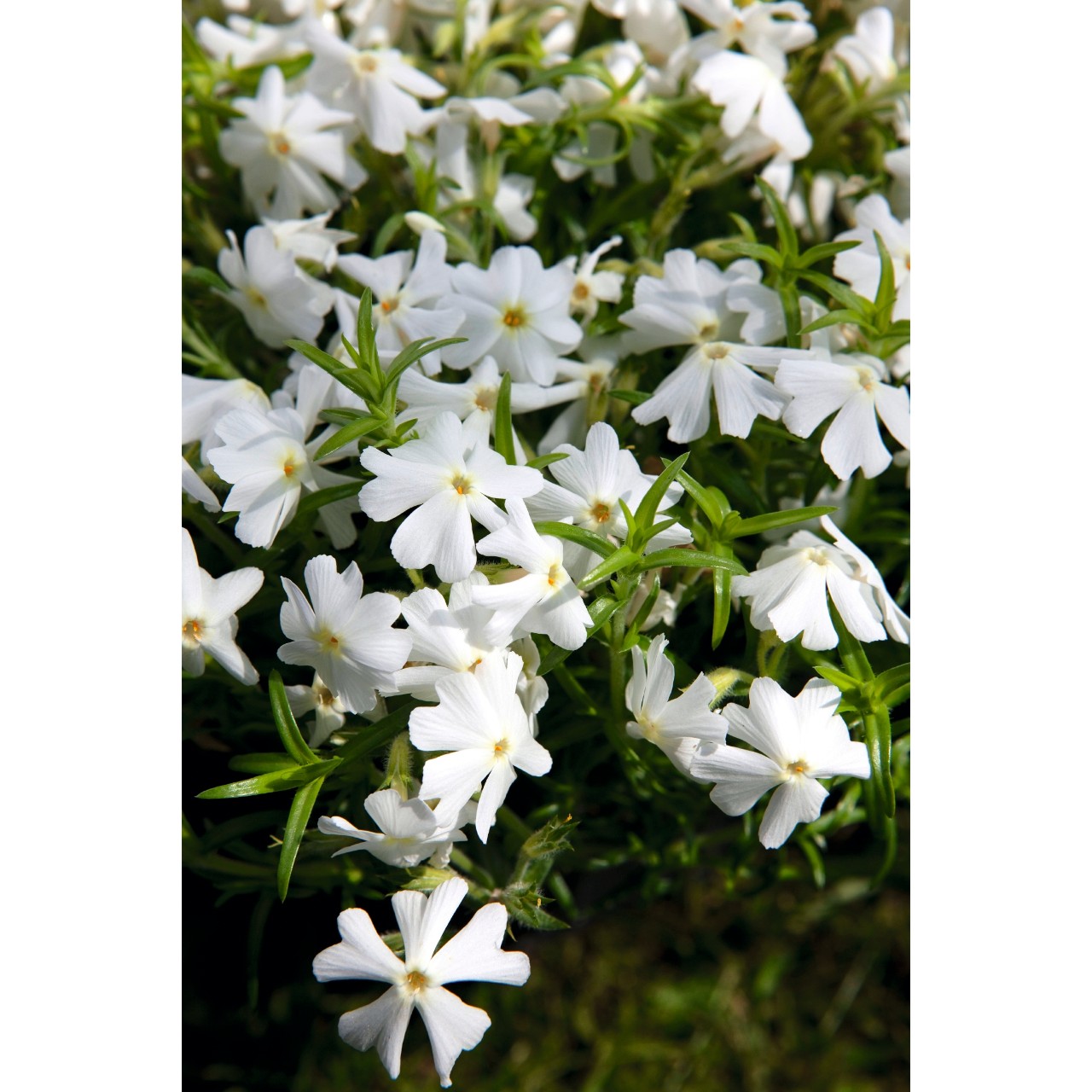 Флокс subulata Spring White