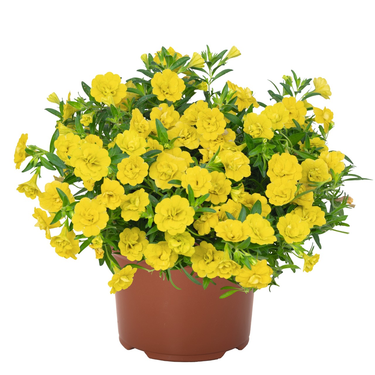 Калибрахоа Aloha Double Yellow
