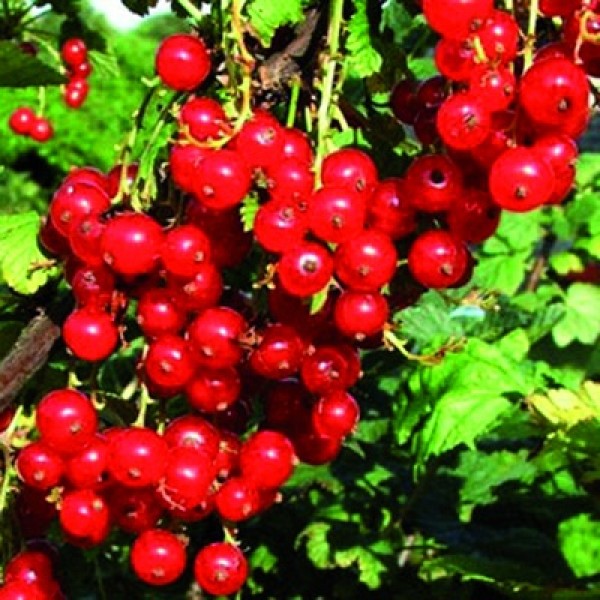 Смородина МАРМЕЛАДНИЦА (Красная)