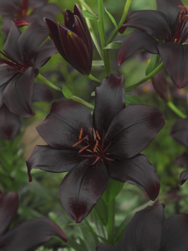 Лилия азиатская Black Charm