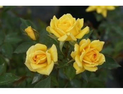 Роза Йеллоу Эвелин (Yellow Eveline) (спрей)