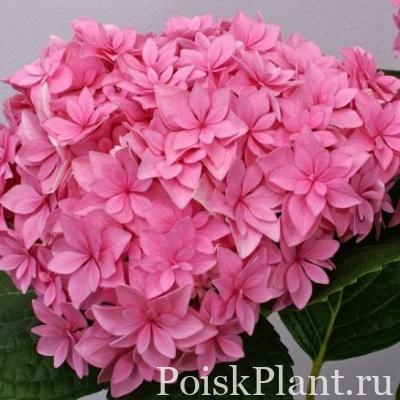 Гортензия крупнолистная You and Me Perfection