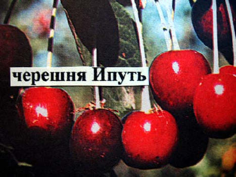 Черешня Ипуть