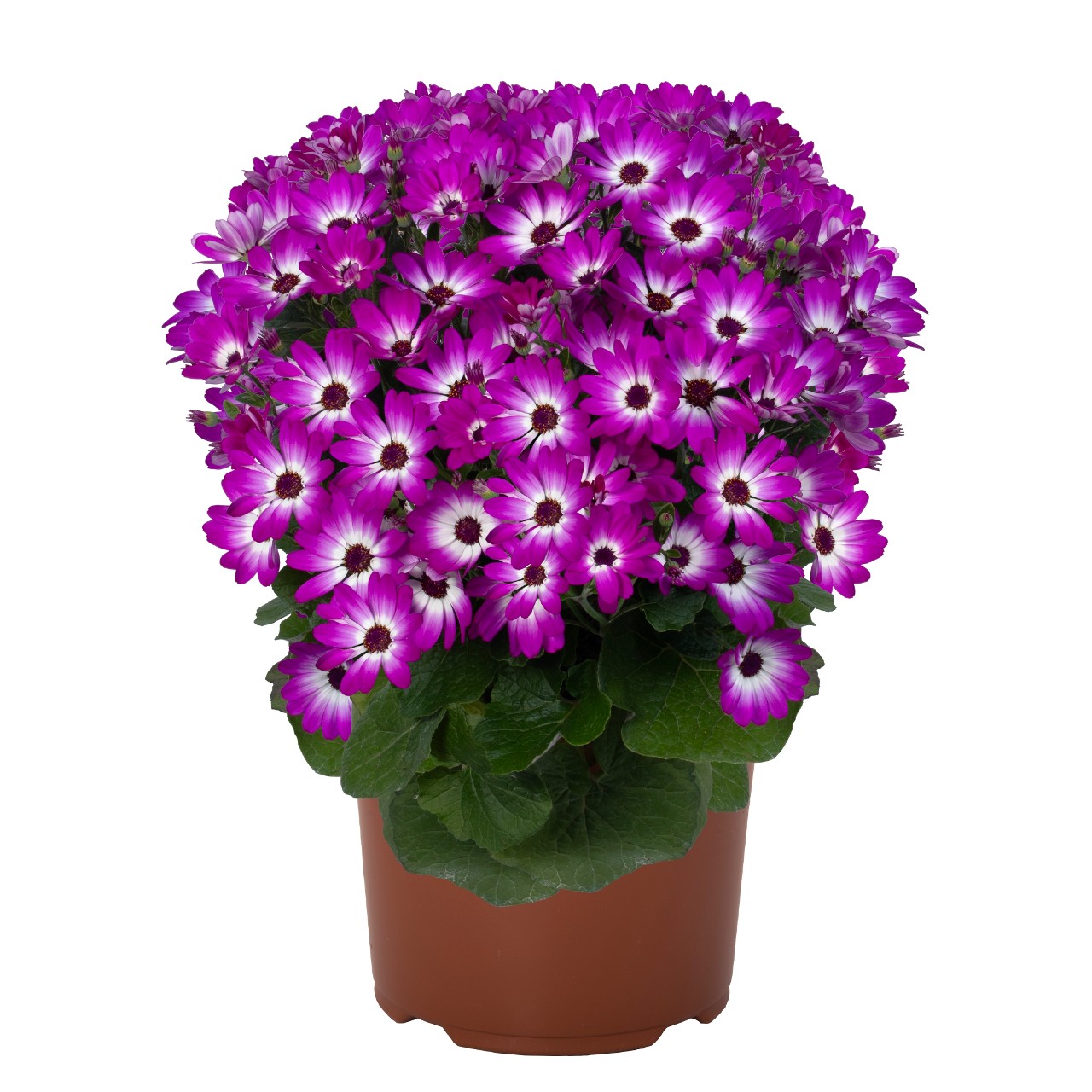 Перикаллис Mandala Magenta Bicolor