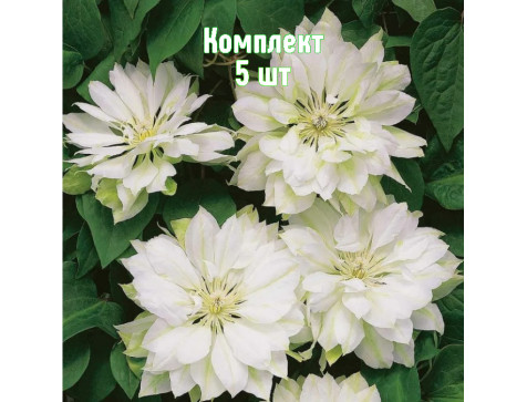 Клематис Юкиокоши