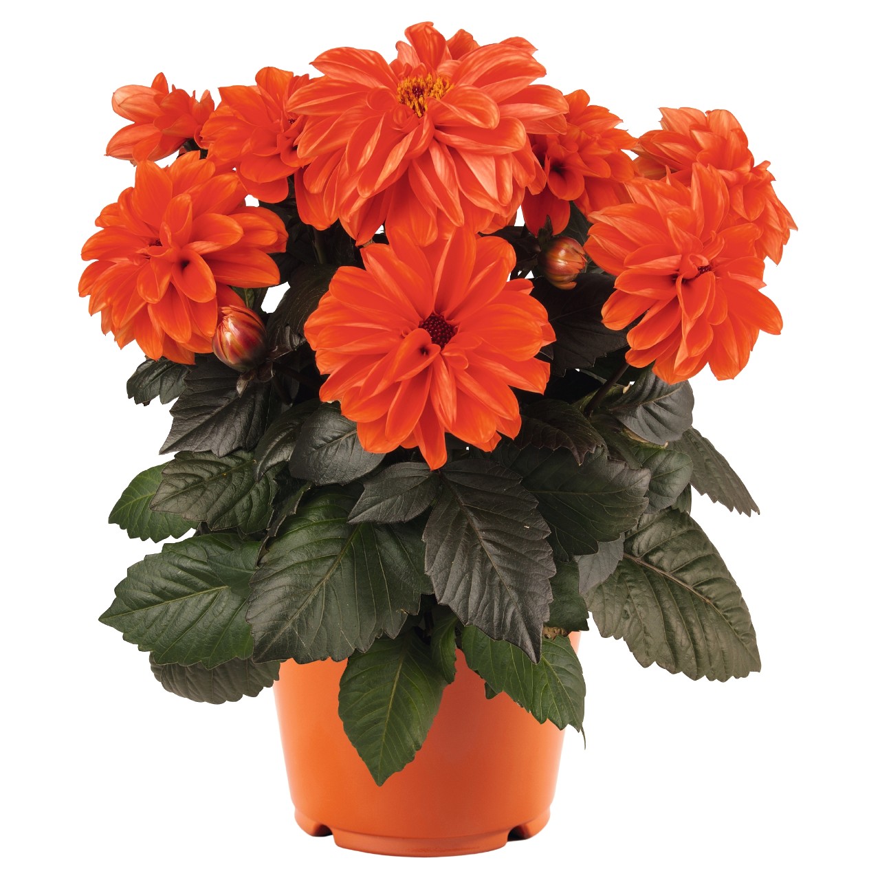 Георгина Temptation Orange