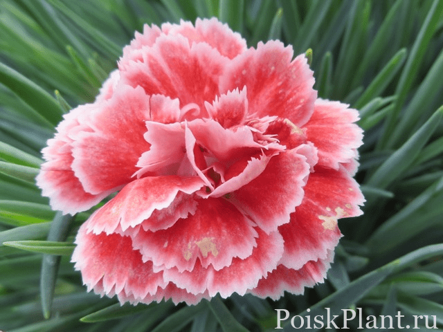 Гвоздика альвуди Perfume Pinks Coral Reef