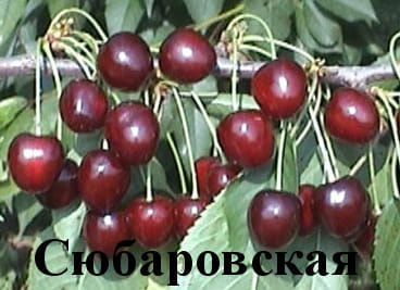 Черешня Сюбаровская