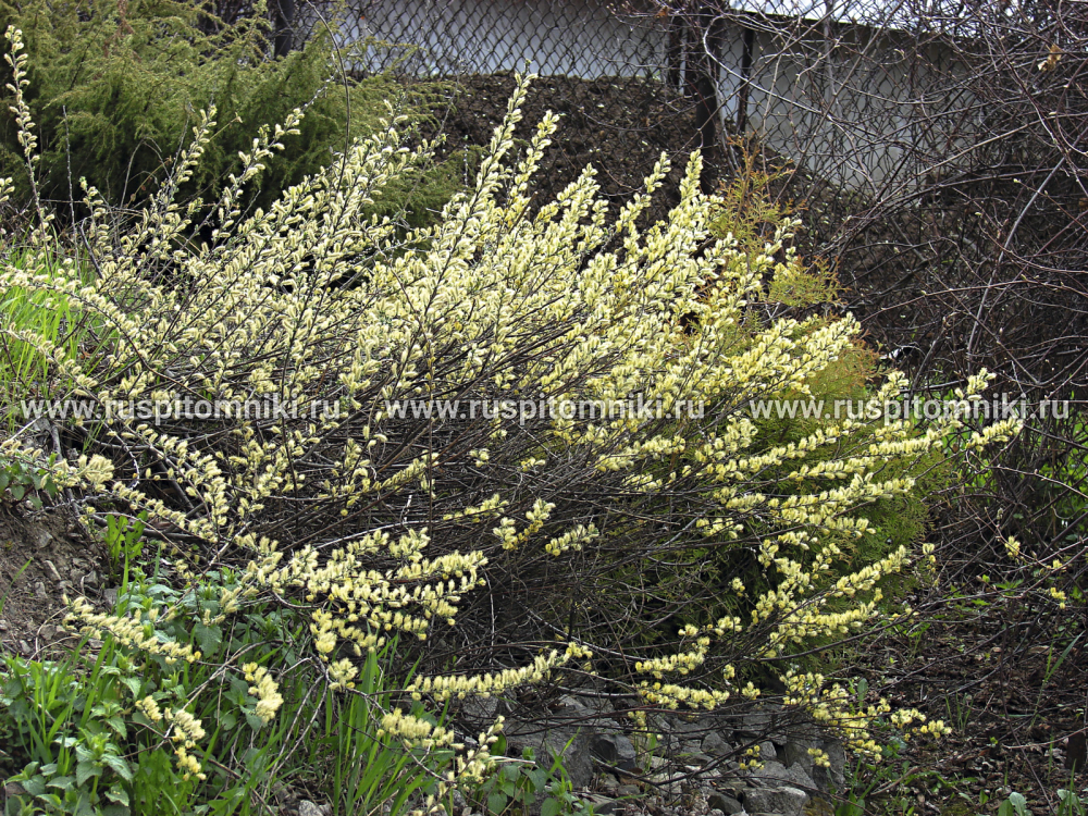 Ива ползучая Salix repens var. nitida = S. repens var. argentea