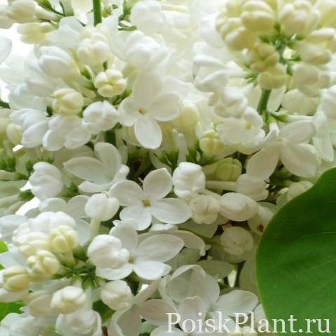 Сирень обыкновенная Mme Florent Stepman