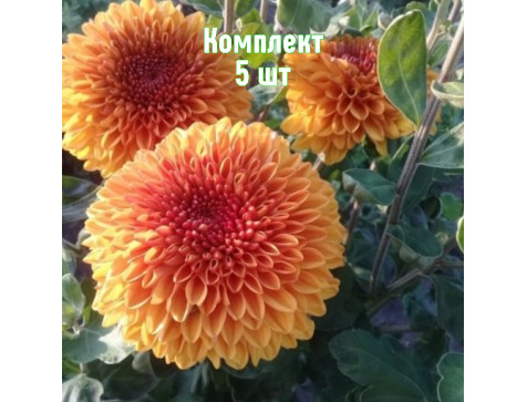 Хризантема Венди Бронз