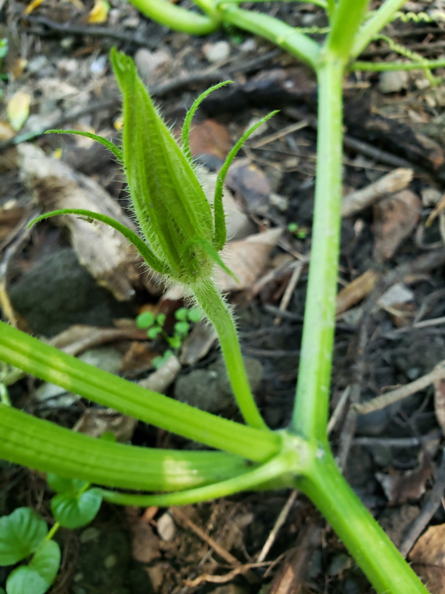 international backfill (iNaturalist): Cucumis