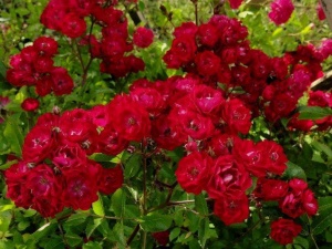 Роза Фейри Данс