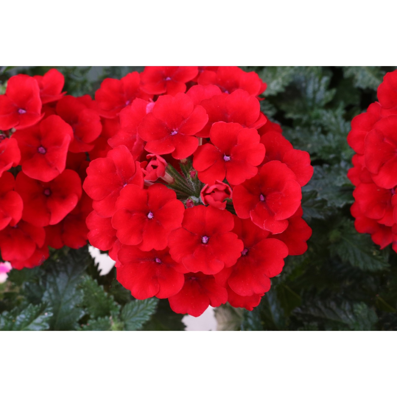 Вербена Empress Sun Red