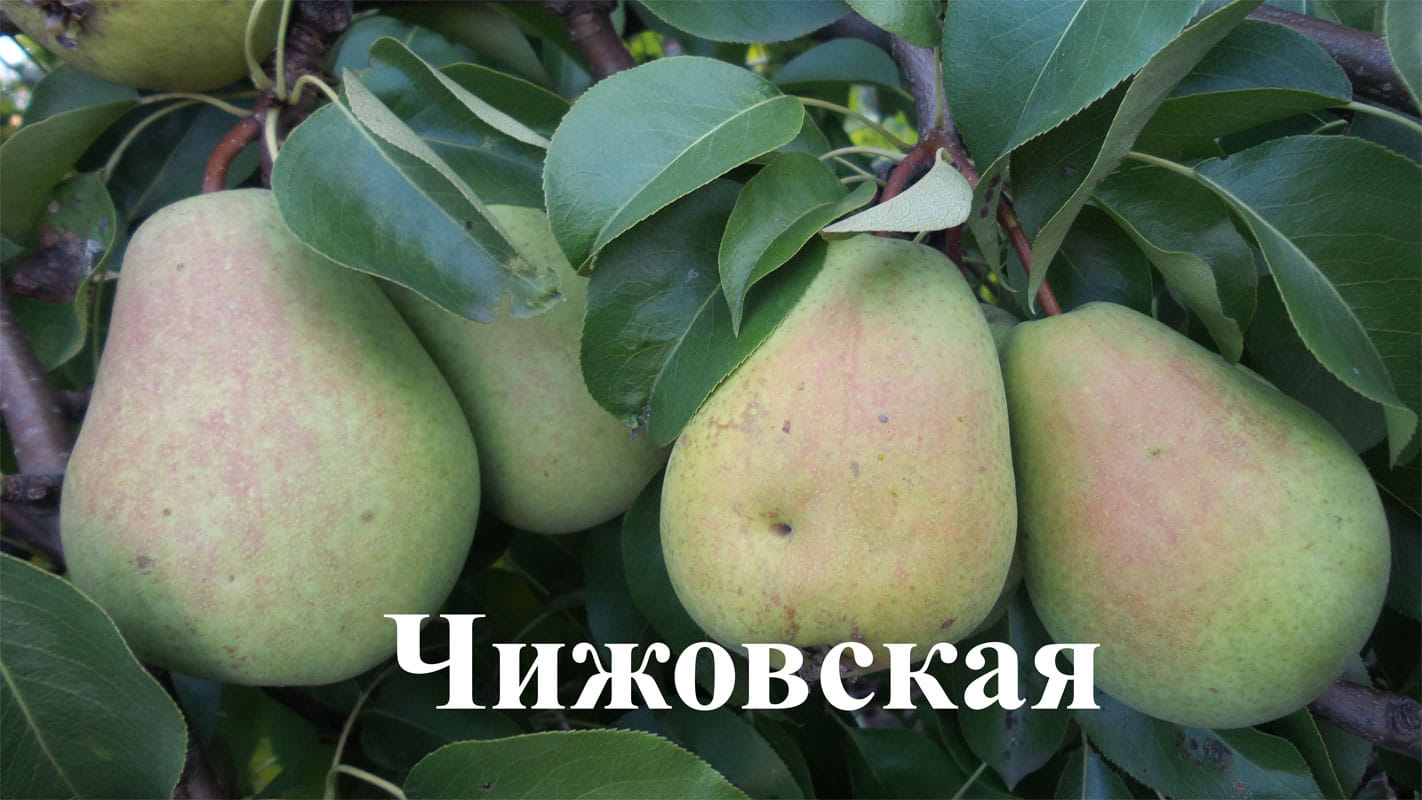 Груша Чижовская