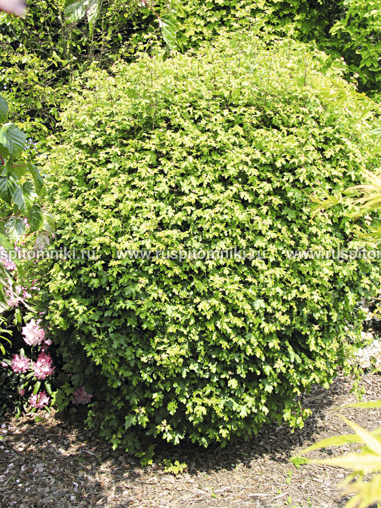 Клен полевой Nanum` = A. campestre var. compactum