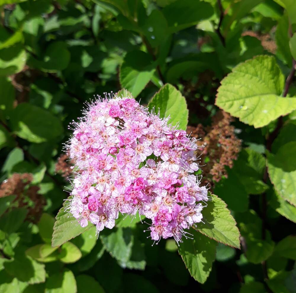 spireya-spiraea-yaponskaya