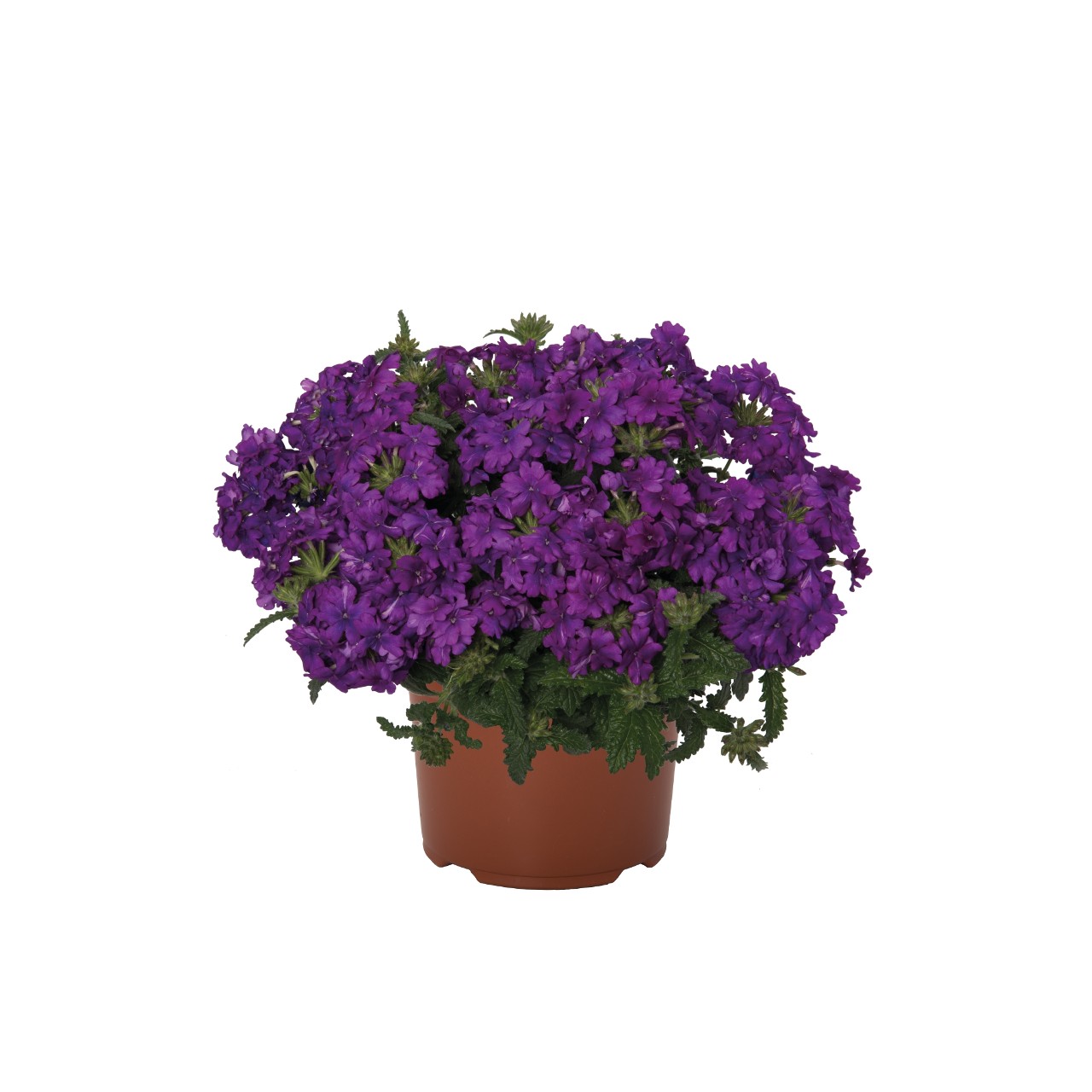 Вербена Lindolena Purple