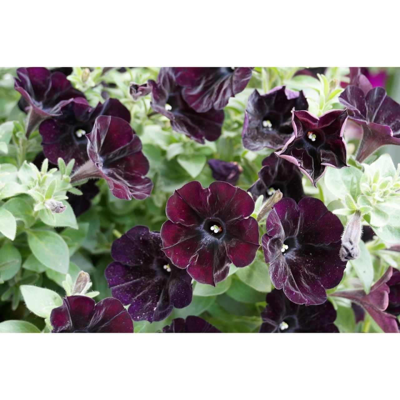 Петуния Sweetunia Black Cowboy
