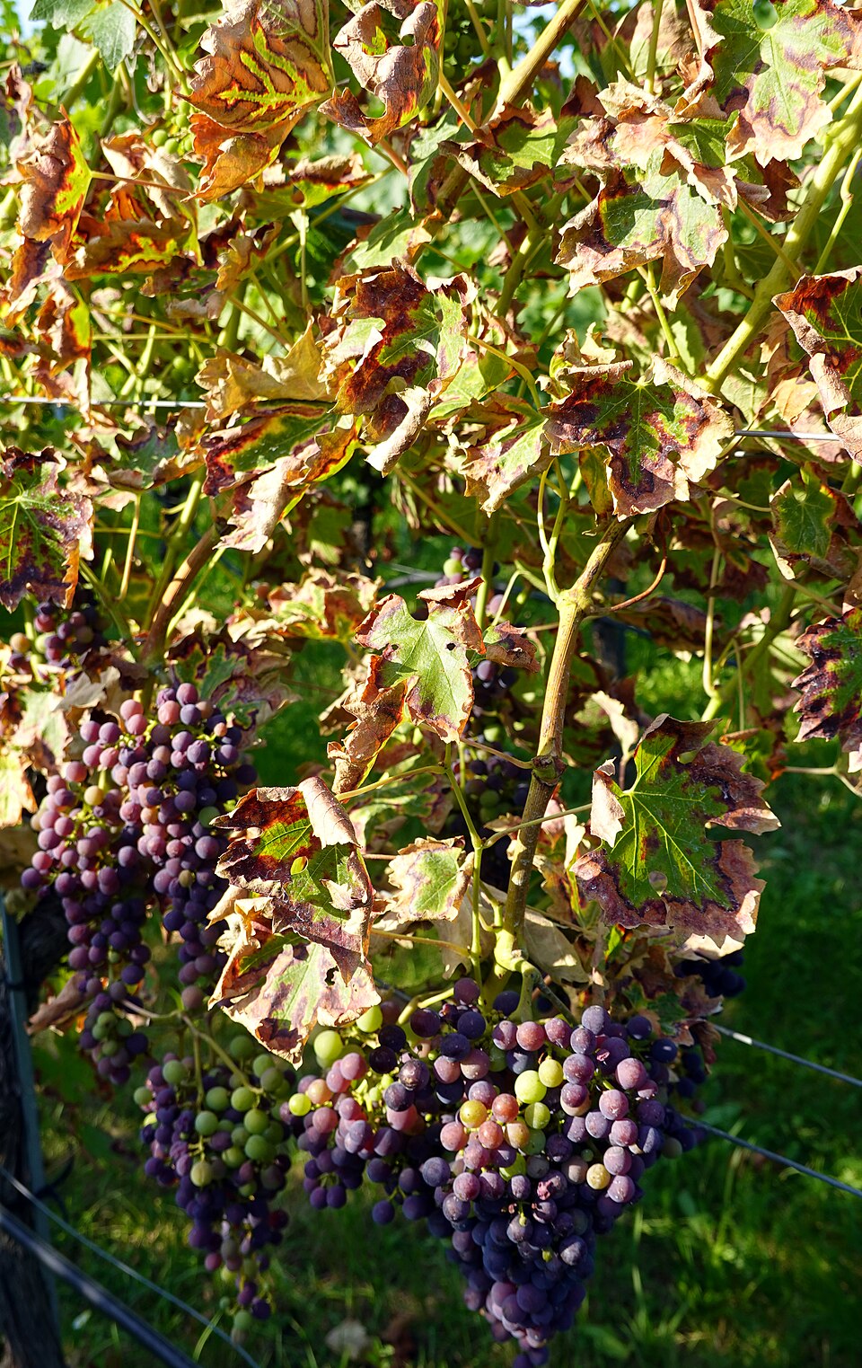Виноград Cabernet Sauvignon