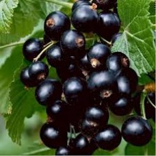 Смородина черная Орловская серенада (Ribes nigrum)