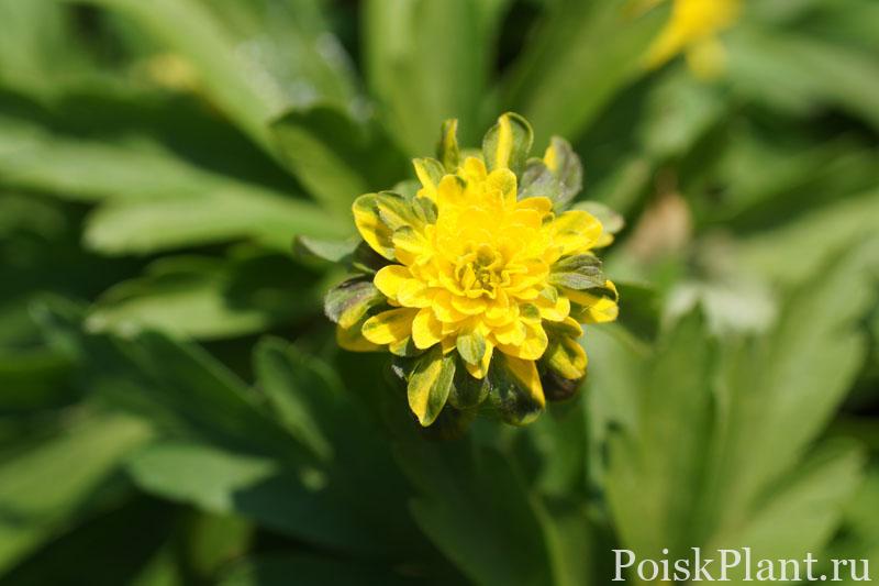 Анемона лютичная Pleniflora