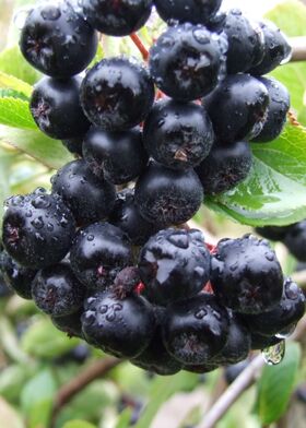 Арония черноплодная (Aronia melanocarpa)
