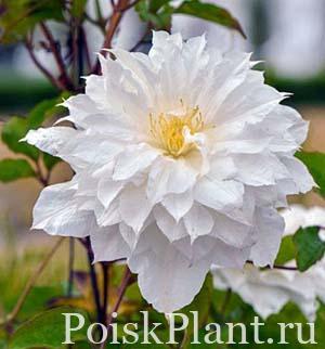 Клематис крупноцветковый Isago