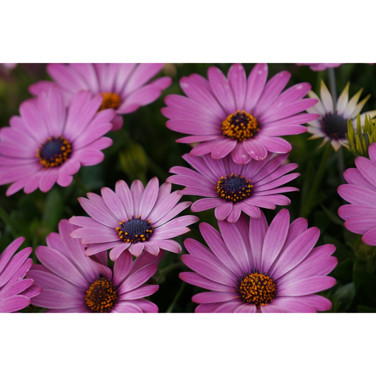 Остеоспермум Margarita Dark Pink