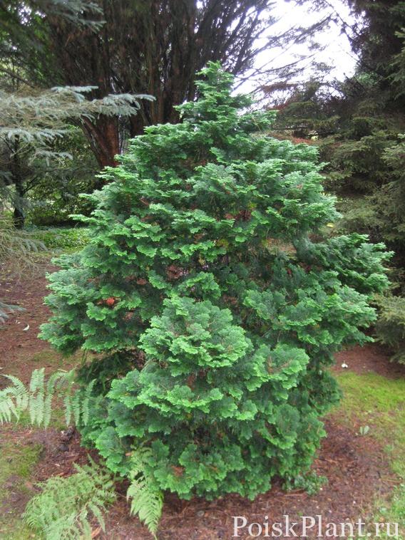 Кипарисовик нутканский Nana Pyramidalis