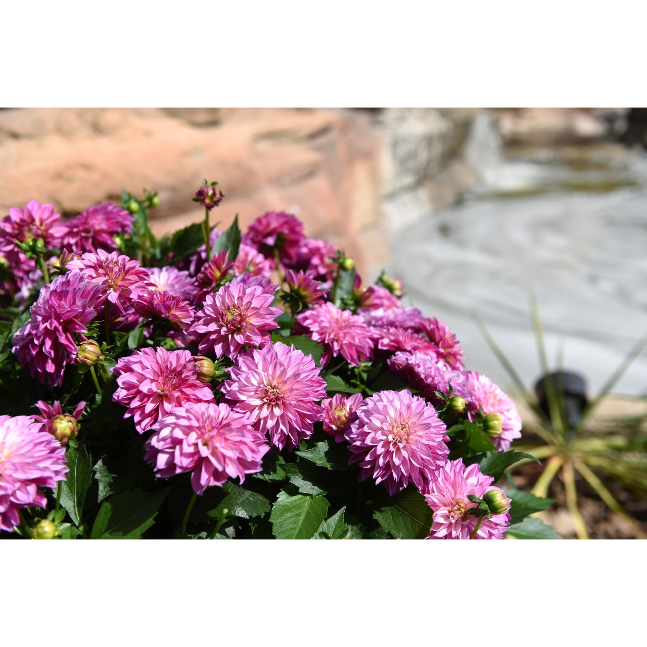 Георгина Hypnotica Purple Bicolor