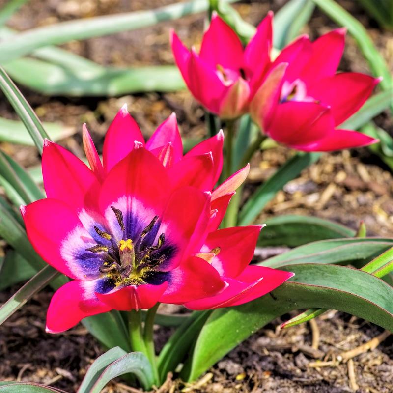 Тюльпан красивый Little beauty