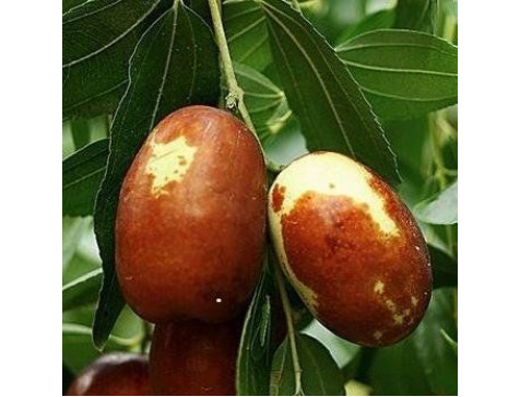 Зизифус (унаби) Китайский - 2А