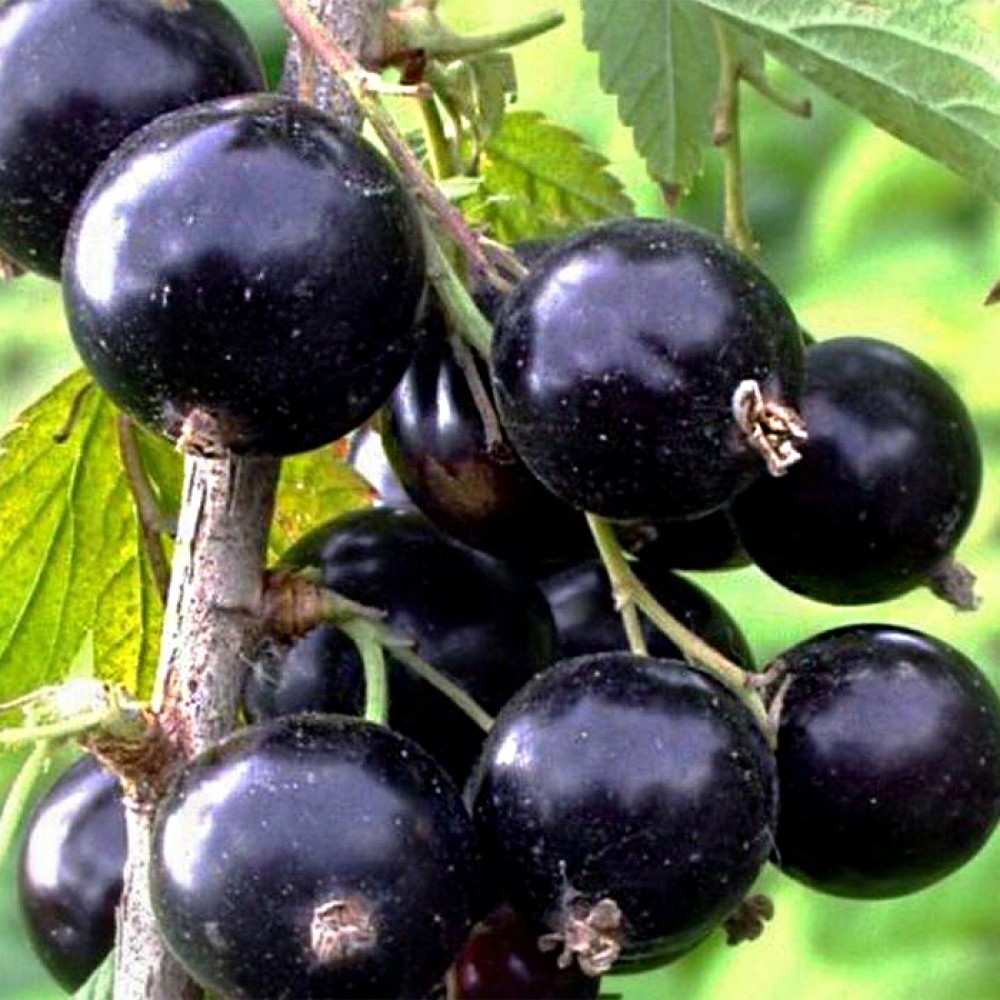 smorodina-ribes-chernaya