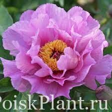 Пион ито-гибрид Sonoma Amethyst