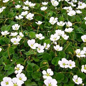 Аистник изменчивый "Bishop's White"