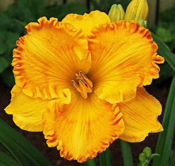 Лилейник гибридный Orange Nassau