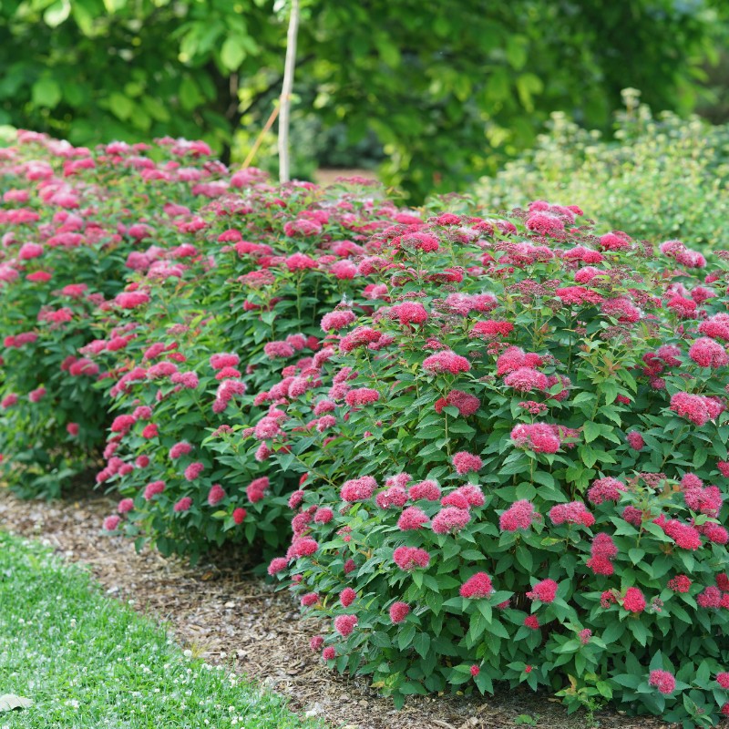 spireya-spiraea-yaponskaya
