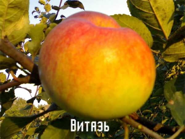 Яблоня Витязь