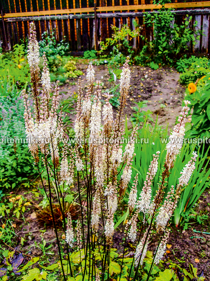 Цимицифуга кистевидная var. сordifolia