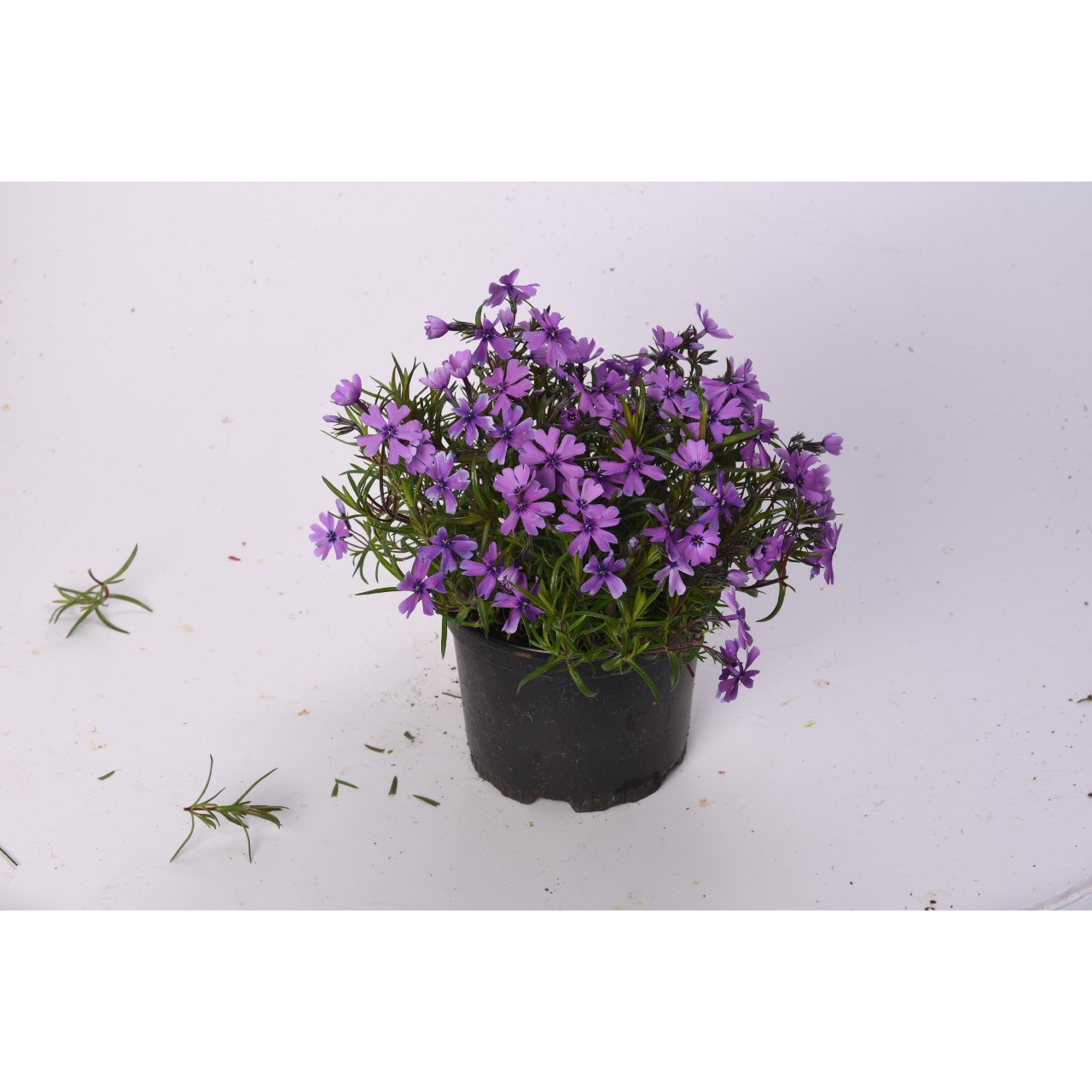 Флокс subulata Purple Beauty