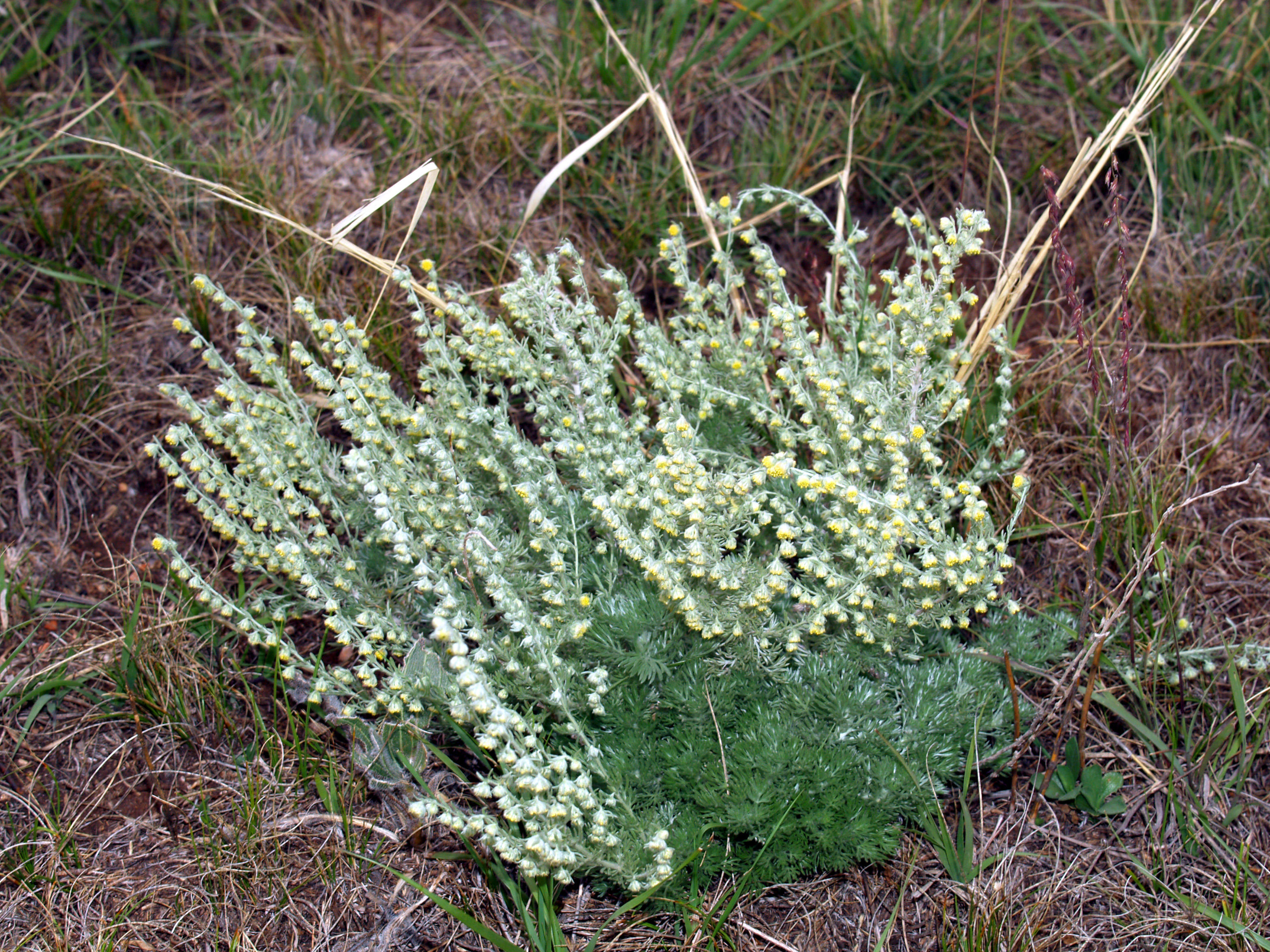 Полынь обыкновенная Variegata