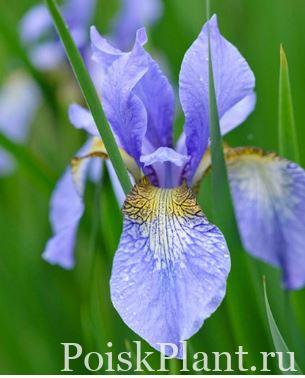 Ирис сибирский Perry’s Blue