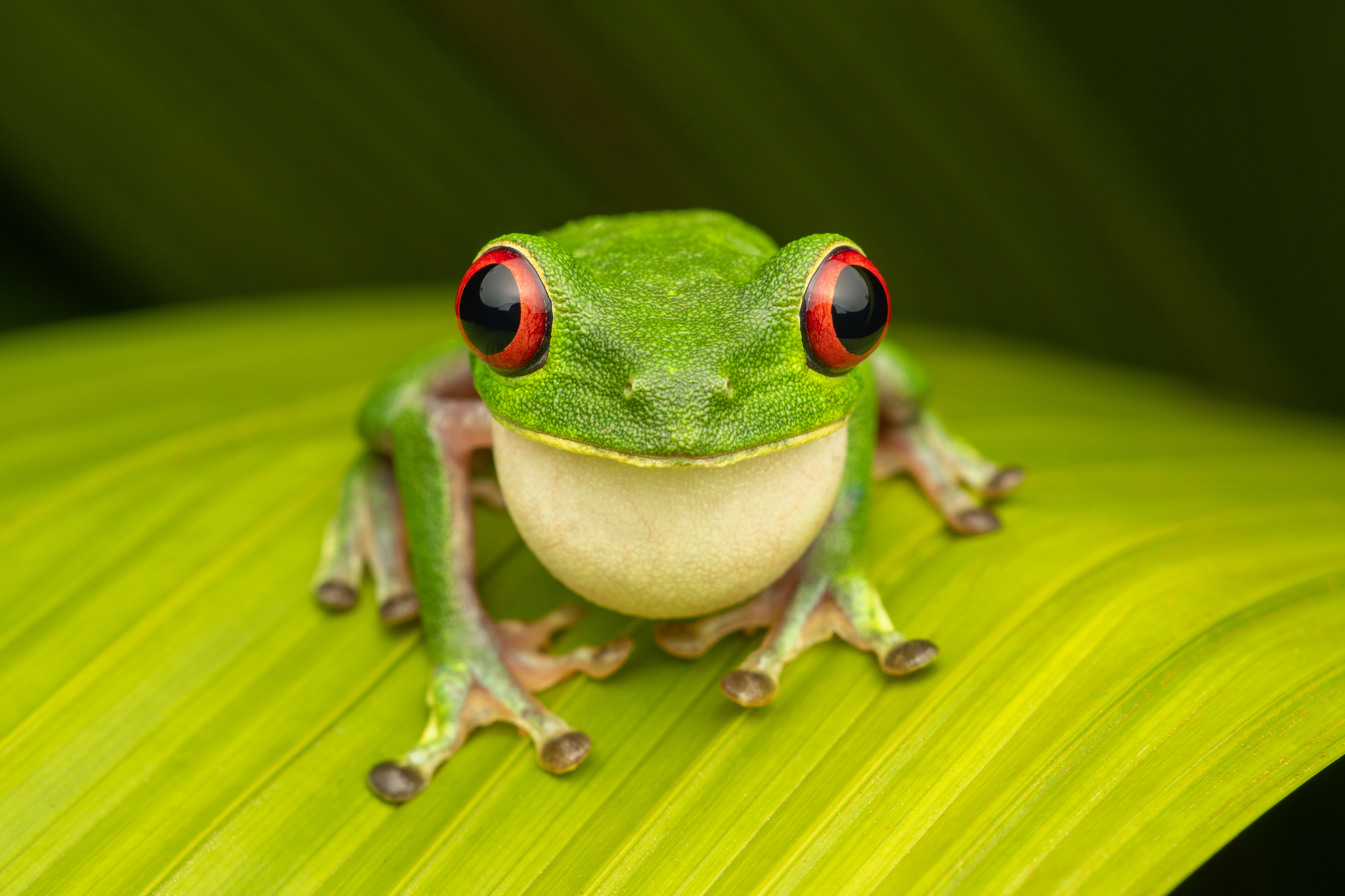 international backfill (iNaturalist): Red Eye