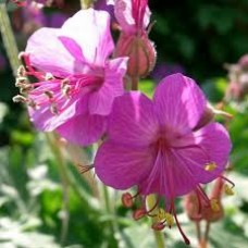 Герань крупнокорневищная (Geranium macrorrhizum)