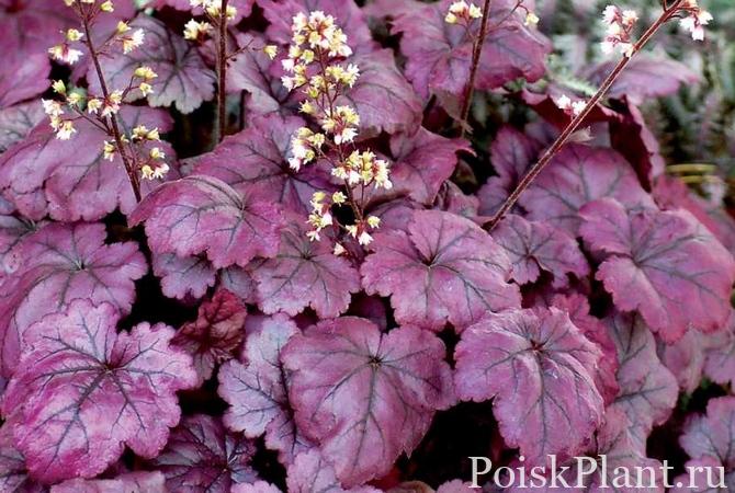 Гейхера гибридная Plum Royale