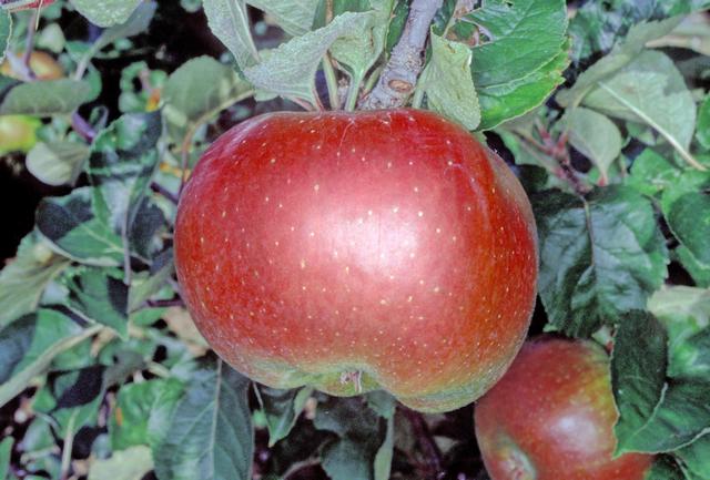 Яблоня Bramley